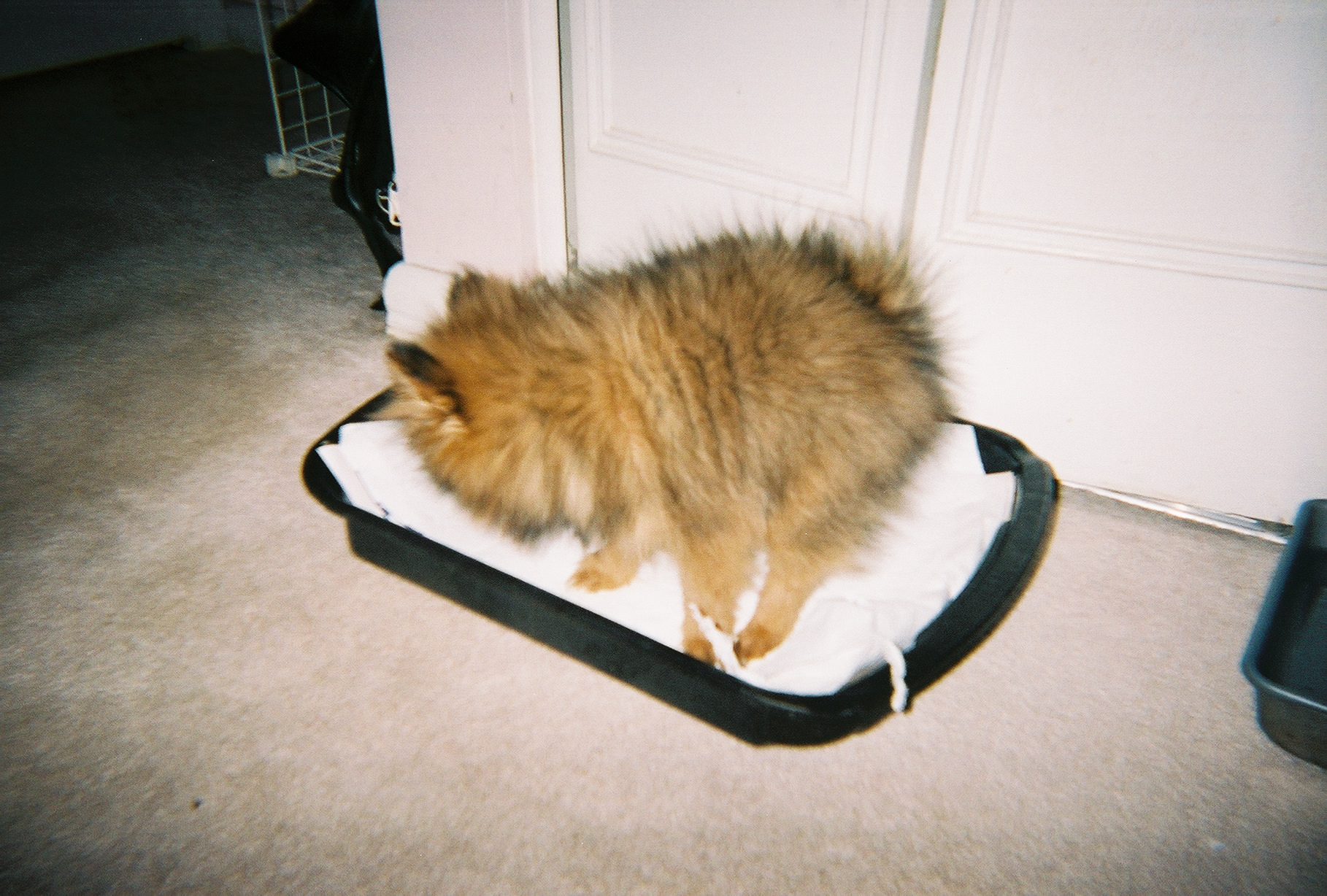 pomeranian litter box